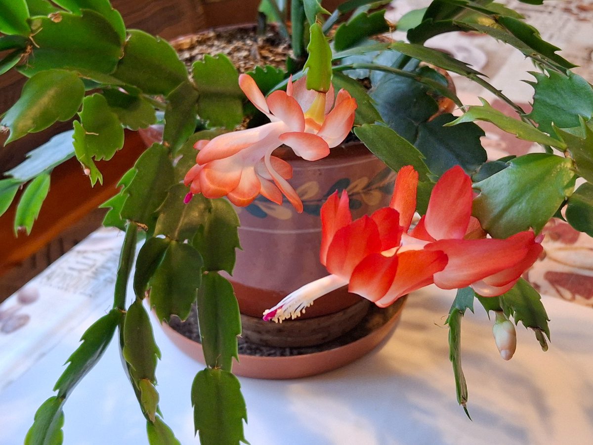 Чим підживити різдвяник, аби він пишно ріс Чим підживити різдвяник, аби він пишно ріс