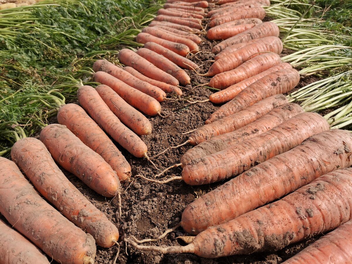 Перевірений метод зберігання моркви Перевірений метод зберігання моркви
