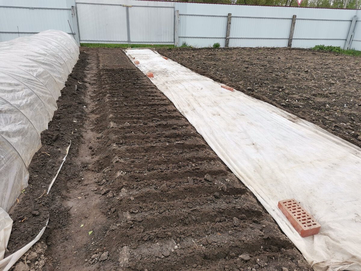 Два способи висадки моркви на зиму Два способи висадки моркви на зиму