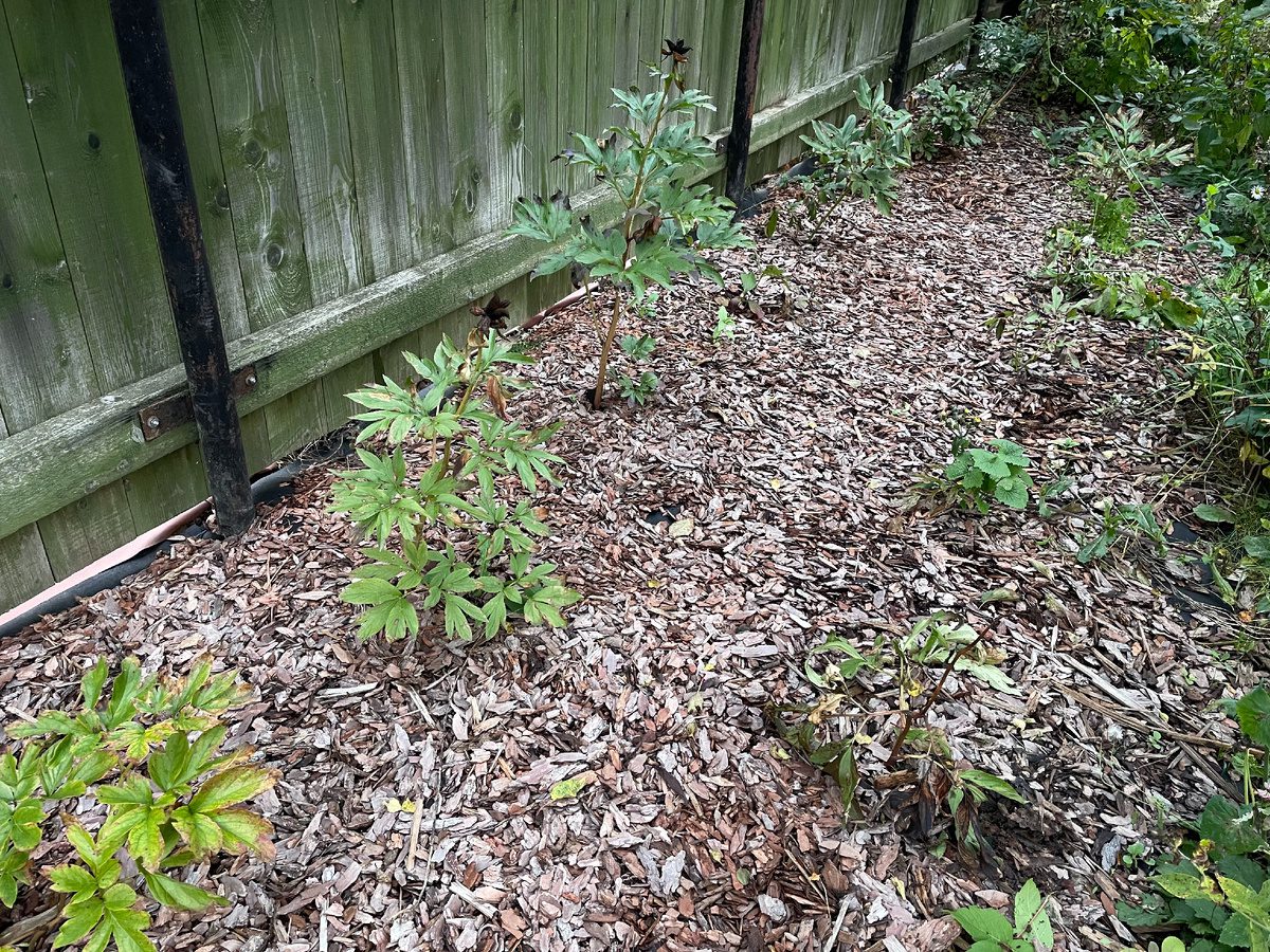 Як підживити сад звичайним листям Як підживити сад звичайним листям