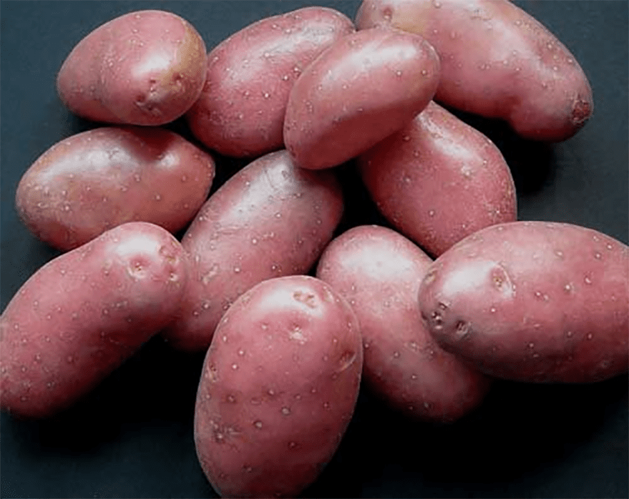 Сорт картоплі, що не боїться ні посухи, ні шкідників Сорт картоплі, що не боїться ні посухи, ні шкідників