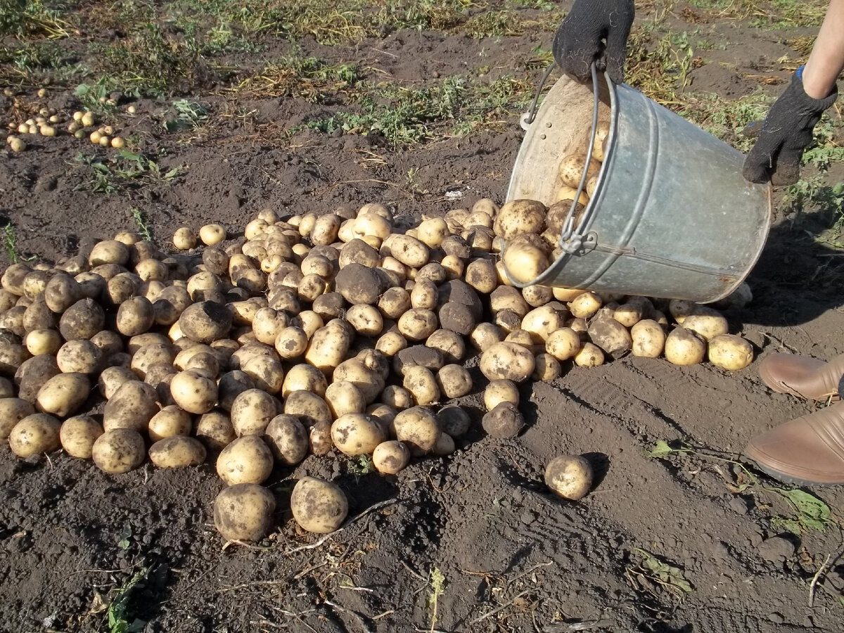 Експерти розповіли, як правильно зберігати врожай картоплі, аби вона довго не псувалась