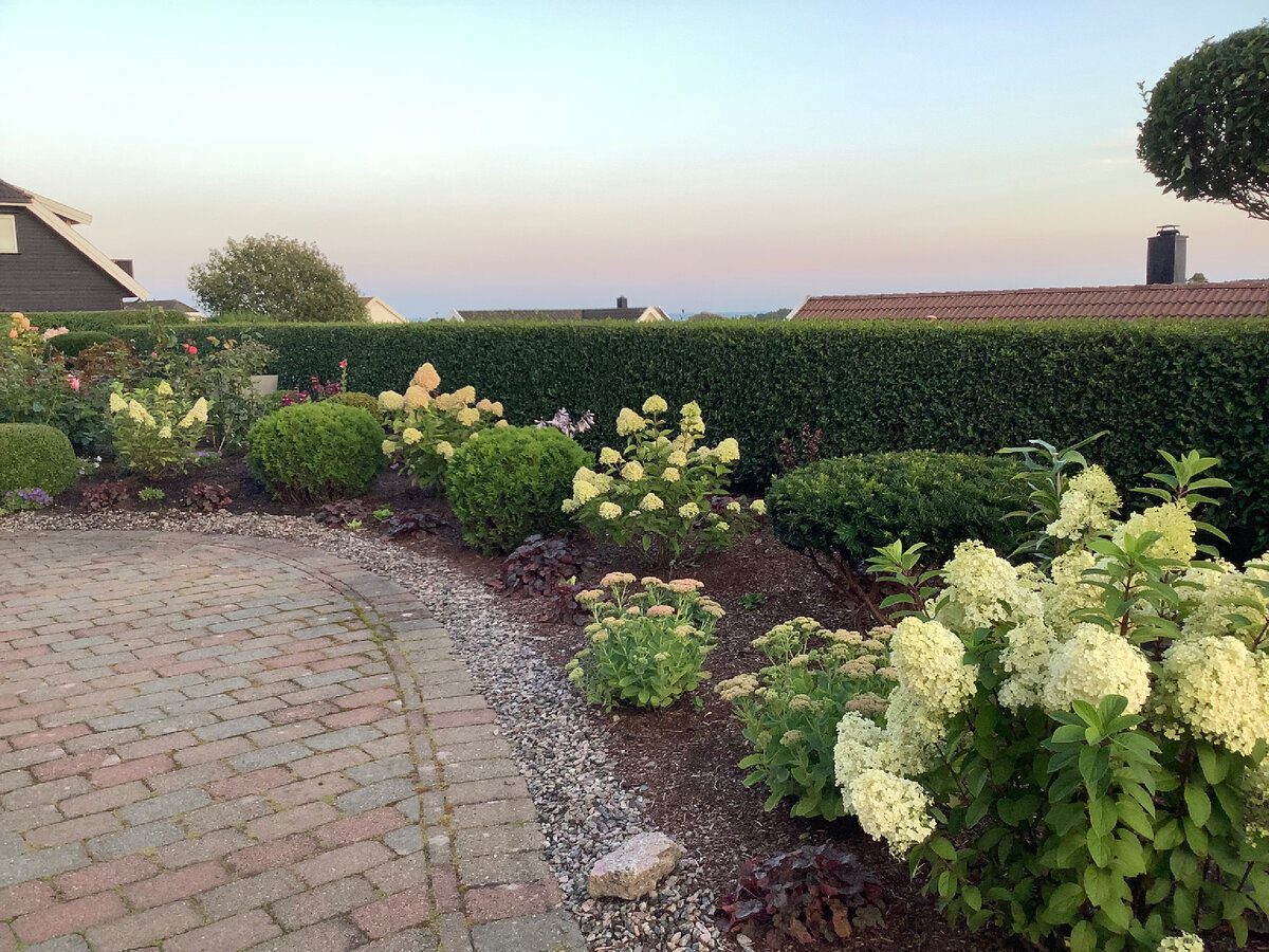 Садівники розповіли, як правильно підживити гортензію в осінній період для кращого цвітіння влітку