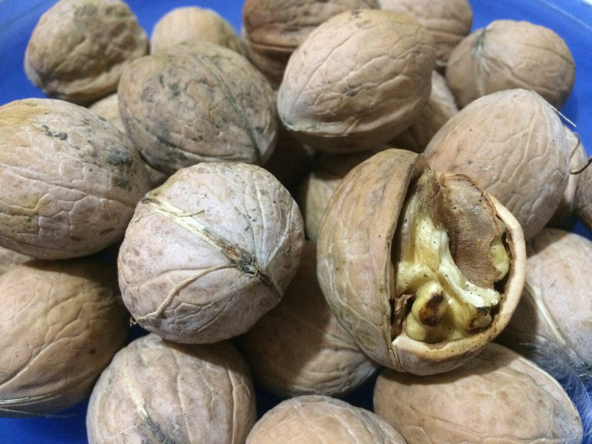 Експерти розповіли, як зі звичайної пластикової пляшки зробити інструмент для очищення горіхів