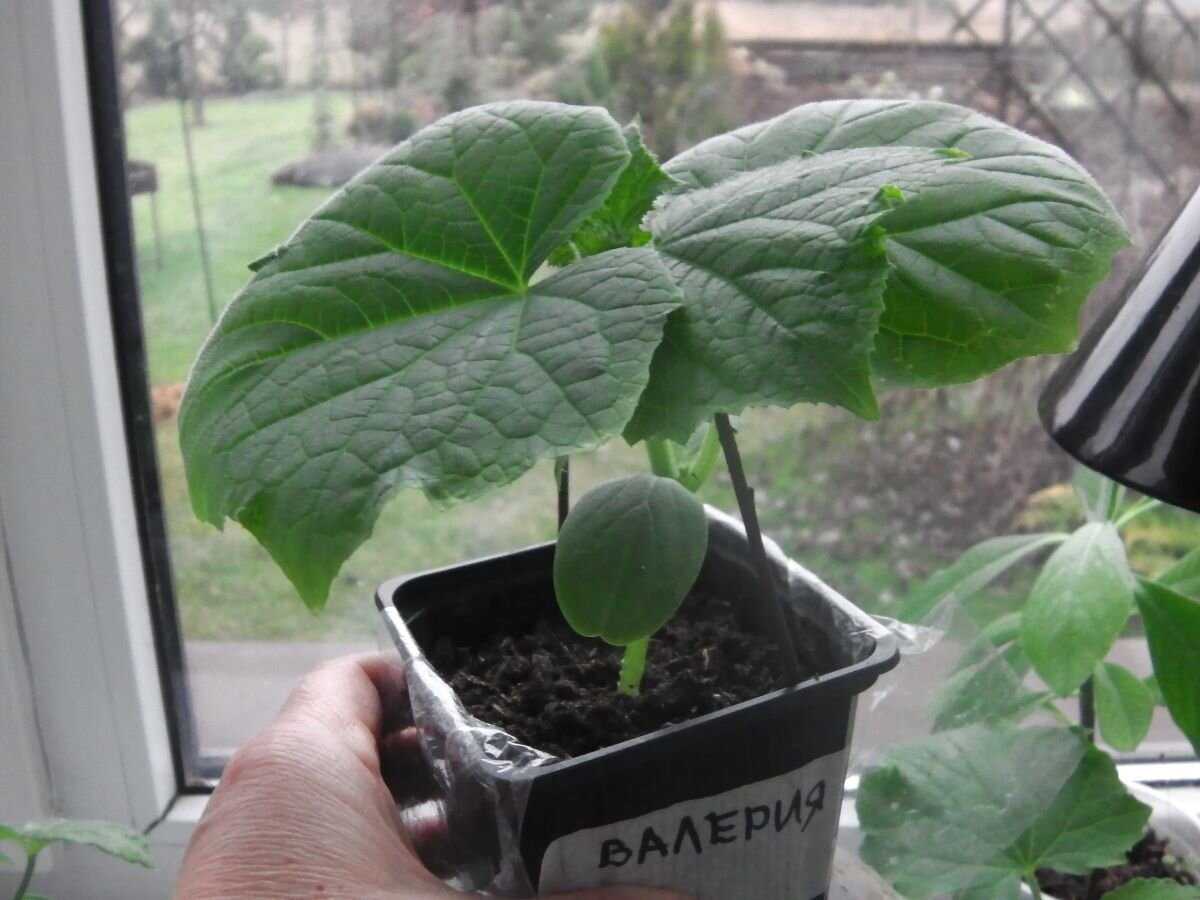 Експерти розповіли, який спосіб допоможе отримати щедрий урожай смачних огірків до Нового року