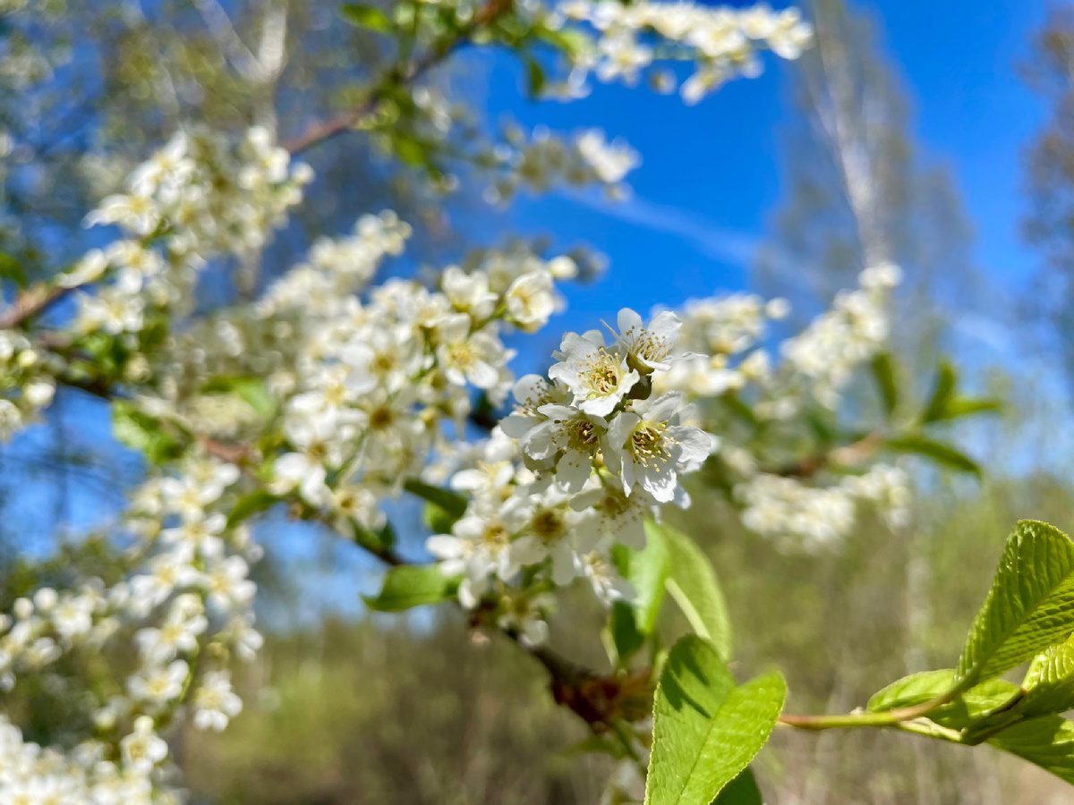 Садівники пояснили, які рослини можна посадити на ділянці, аби висушити вигрібну яму
