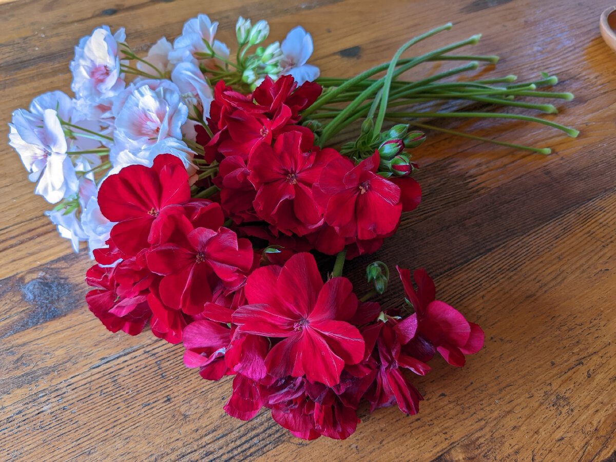 Експерти пояснили, як стимулювати цвітіння герані в домашніх умовах – корисні поради