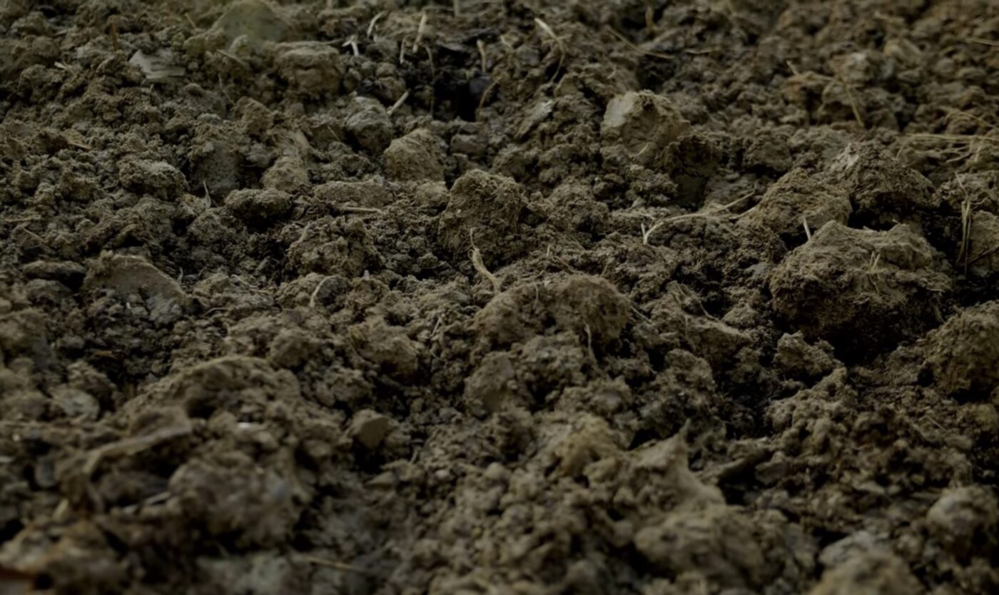 Вдалі дати для посадки озимого часнику