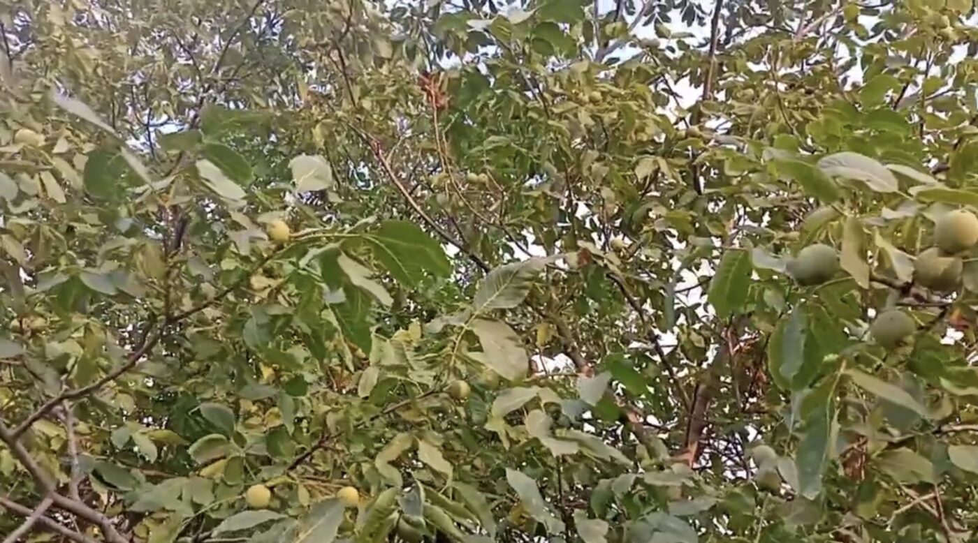 Як використати листя горіха на користь городу Як використати листя горіха на користь городу