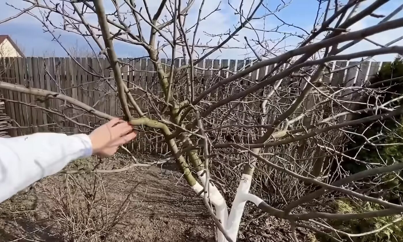 Правильний метод обрізки яблунь Правильний метод обрізки яблунь