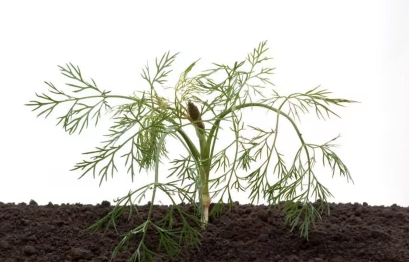 Як посадити кріп на вікні, щоб гарно ріс Як посадити кріп на вікні, щоб гарно ріс