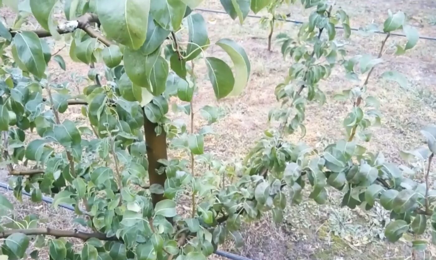 Як краще підготувати яблуню до морозів Як краще підготувати яблуню до морозів