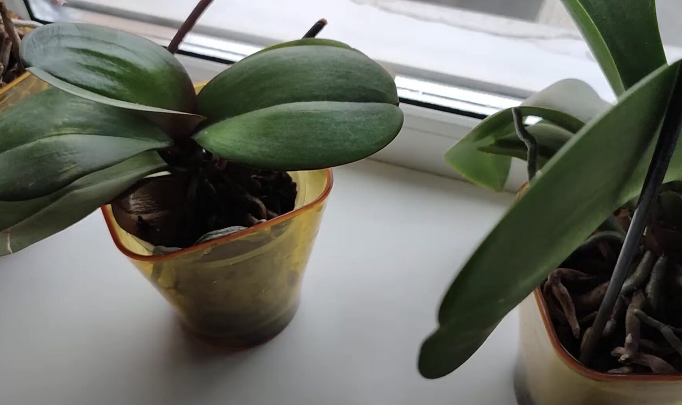 Від чого орхідея росте краще Від чого орхідея росте краще