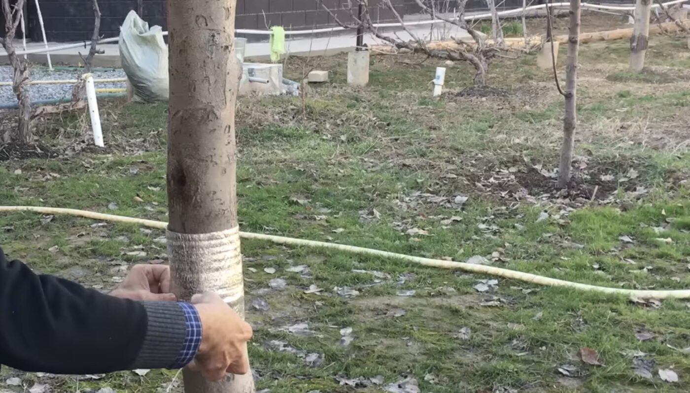 Навіщо обмотувати стовбури дерев фольгою Навіщо обмотувати стовбури дерев фольгою