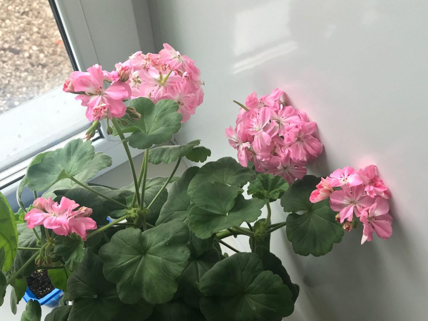 Квітникарі розповіли, яке добриво допоможе покращити цвітіння герані у декілька разів