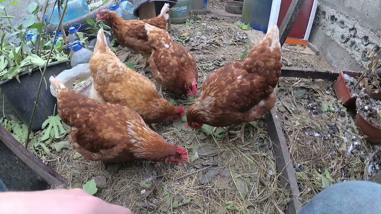 Експерти розповіли, як утеплити курник без особливих витрат для несучості курей взимку