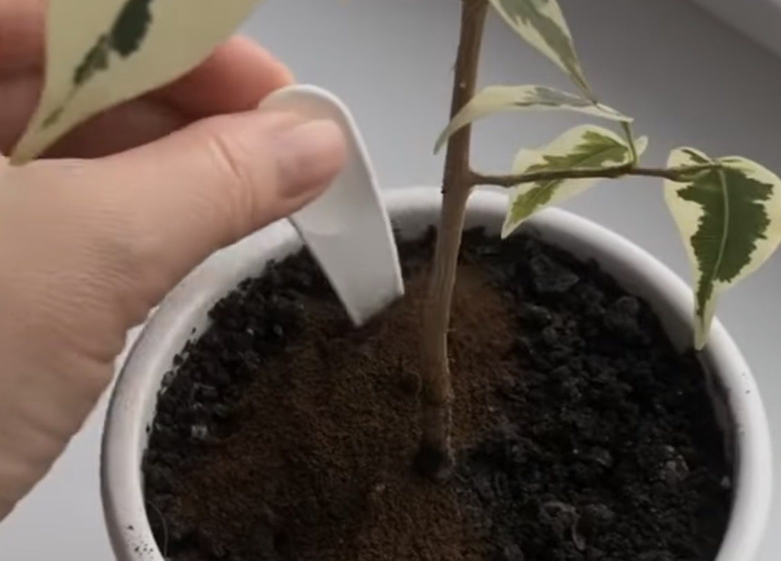 Як з кавової гущі зробити добриво для кімнатних рослин