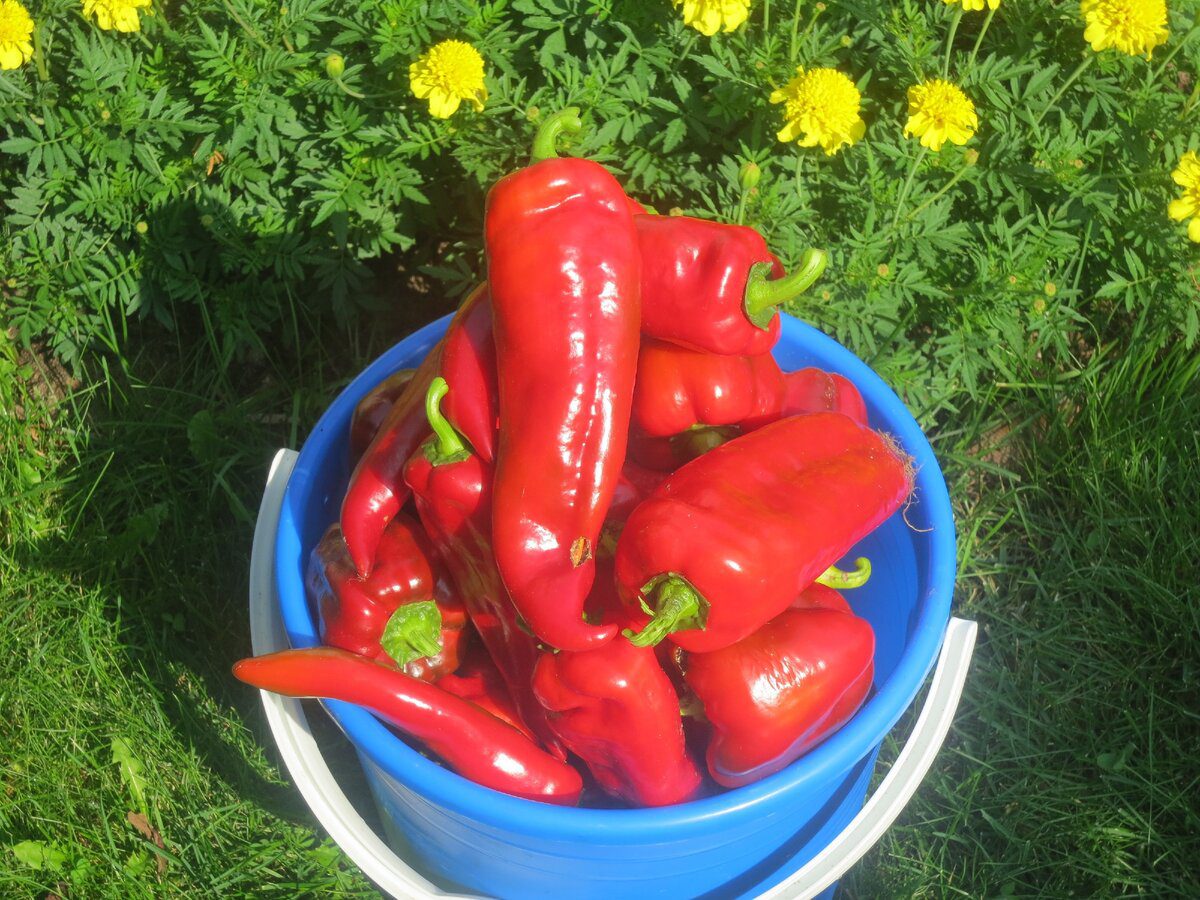 Експерти порадили сорти перцю, які можуть легко переносити холодну та пізню весну — назви