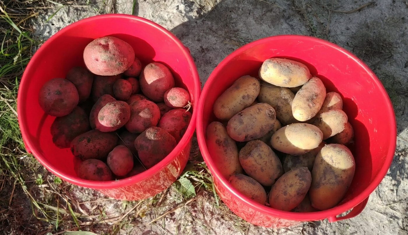 Найкращі сорти картоплі для мінливої погоди та бідного ґрунту