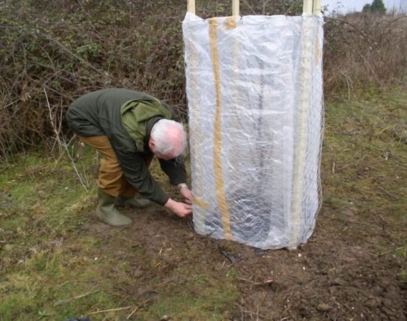 Як захистити дерева від морозів Як захистити дерева від морозів