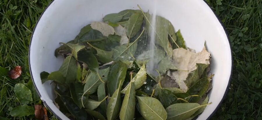 Легкий рецепт квашених помідорів з хроном та гострим перцем