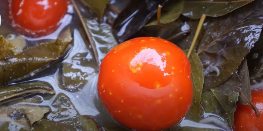 Легкий рецепт квашених помідорів з хроном та гострим перцем