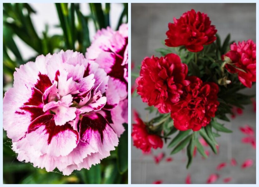 Починаємо садити квіти для весняного саду