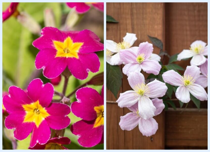 Починаємо садити квіти для весняного саду