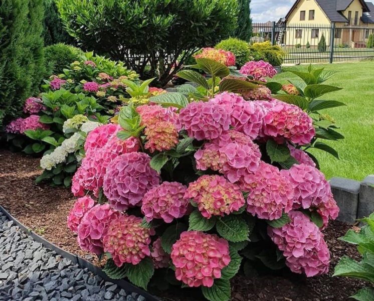 Що додати у ґрунт восени для кращого цвітіння гортензій Що додати у ґрунт восени для кращого цвітіння гортензій