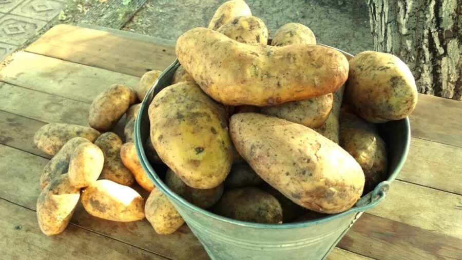 Як правильно зберігати картоплю на балконі