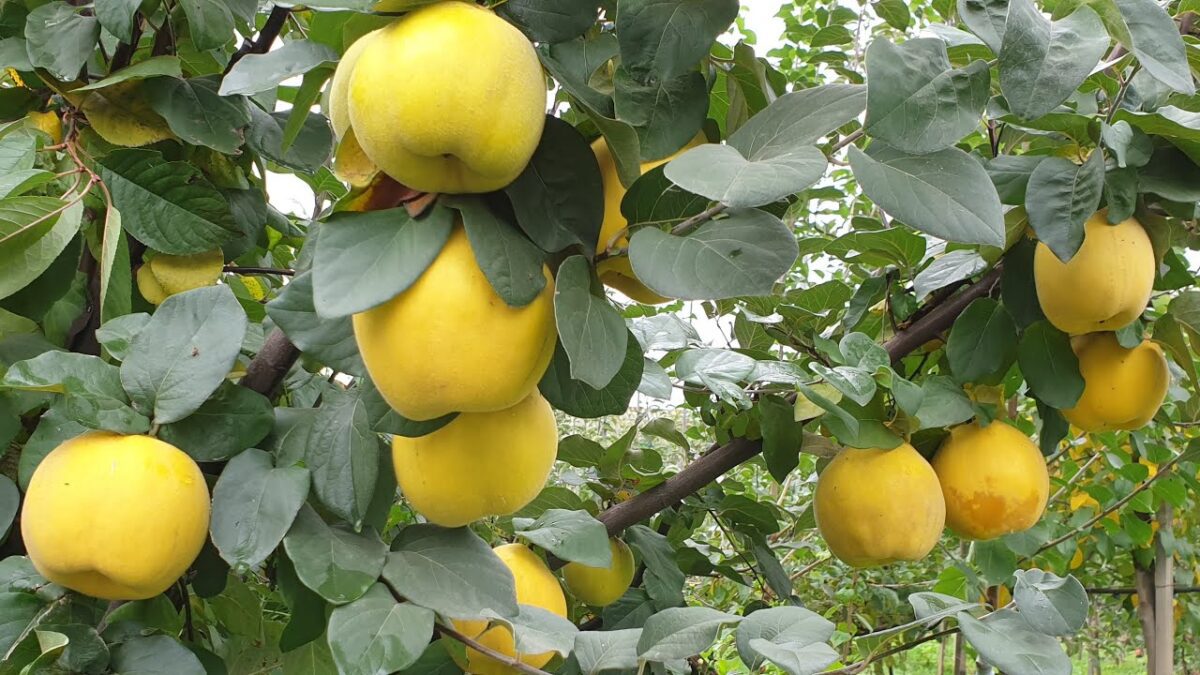 Рецепт смачної шарлотки з айвою Рецепт смачної шарлотки з айвою