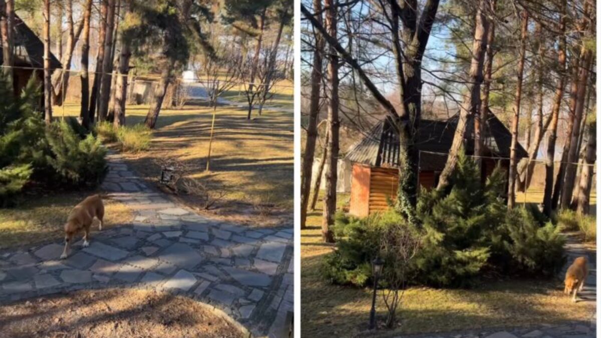 Українські знаменитості показали свої заміські будинки  