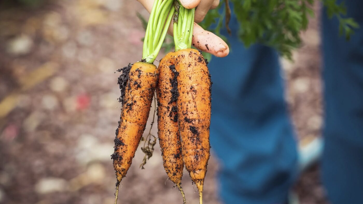 Дачники розповіли, як зберігати моркву до весни без використання погребу