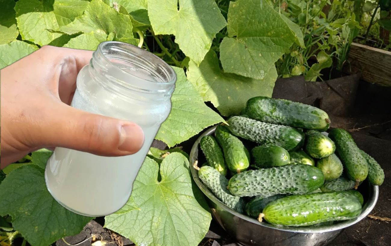 Підживлення на весь сезон для огірків