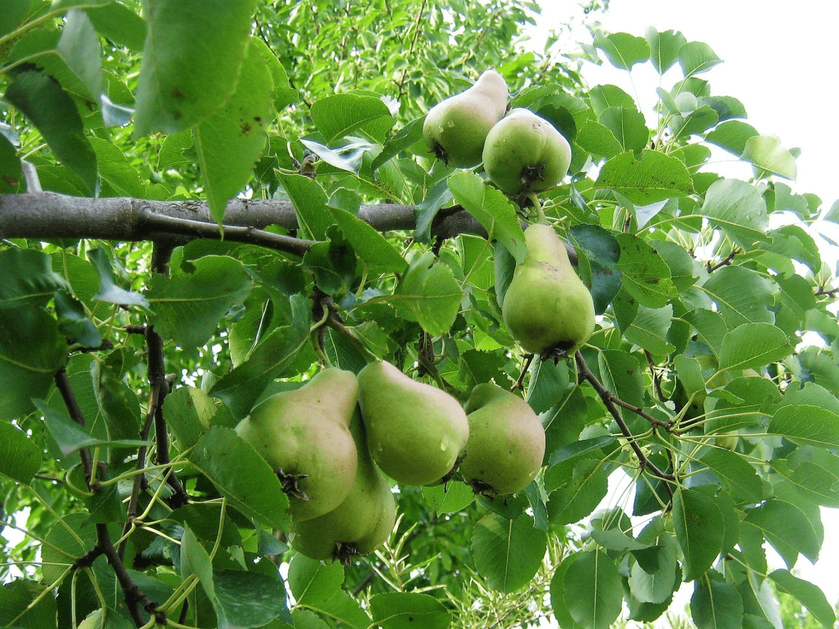 Садівники розповіли, яке добриво для яблуні та груші допоможе підвищити врожайність дерев