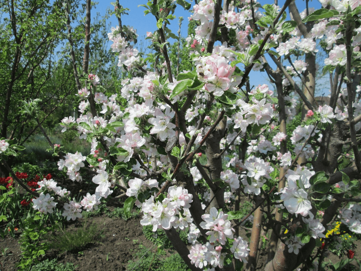 Садівники розповіли, яке добриво для яблуні та груші допоможе підвищити врожайність дерев