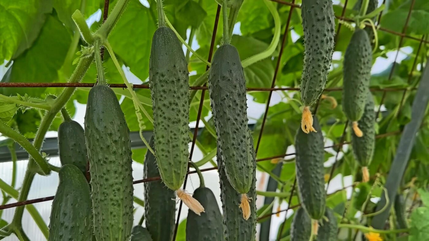 Сорти огірків, які завжди дають врожай незалежно від погодних у