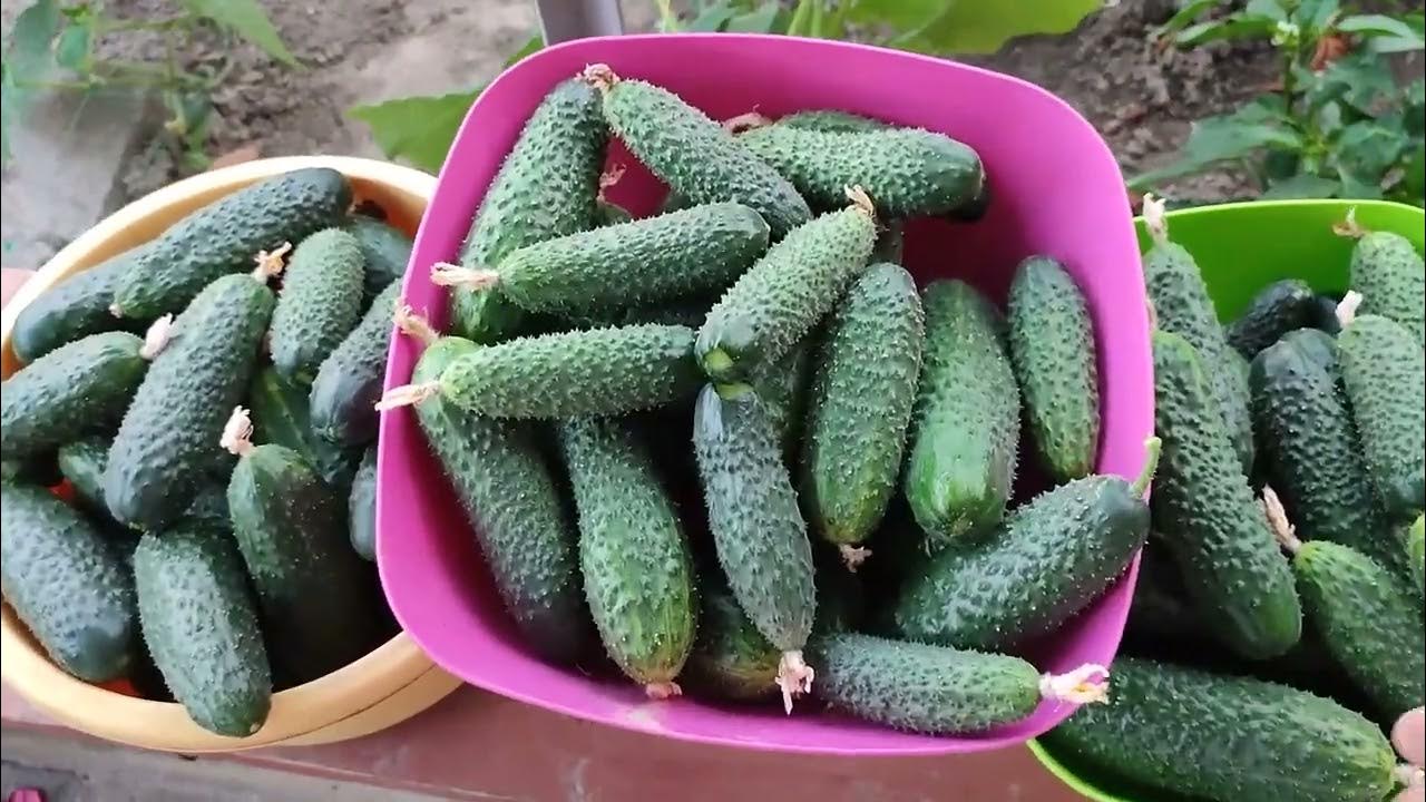Сорти огірків, які завжди дають врожай незалежно від погодних у