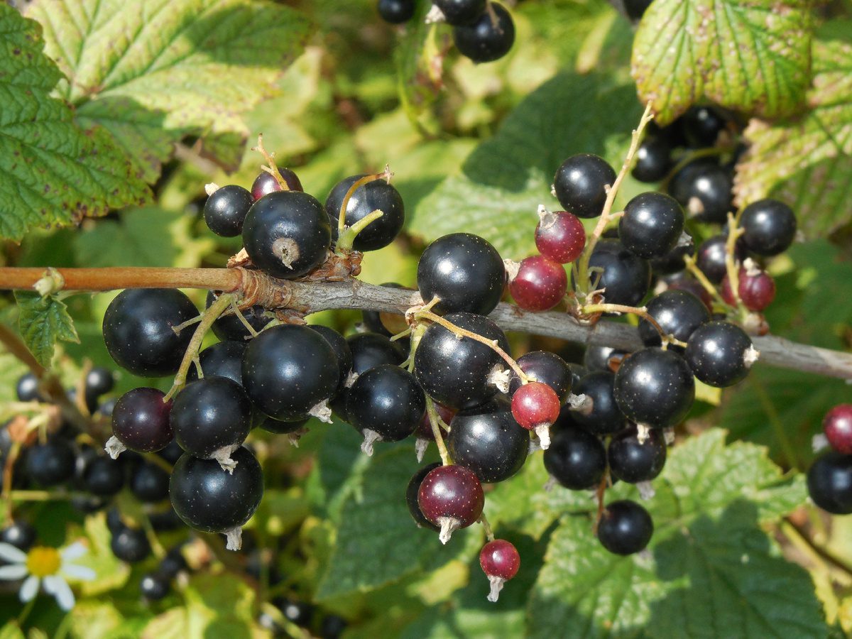 Як зробити густе смородинове варення