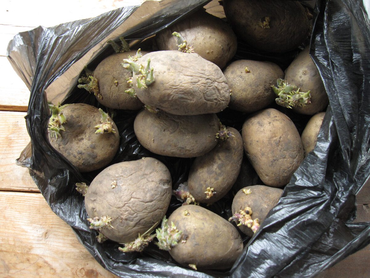 Експерти поділились одним простим способом, як можна зберігати картоплю взимку без мішків