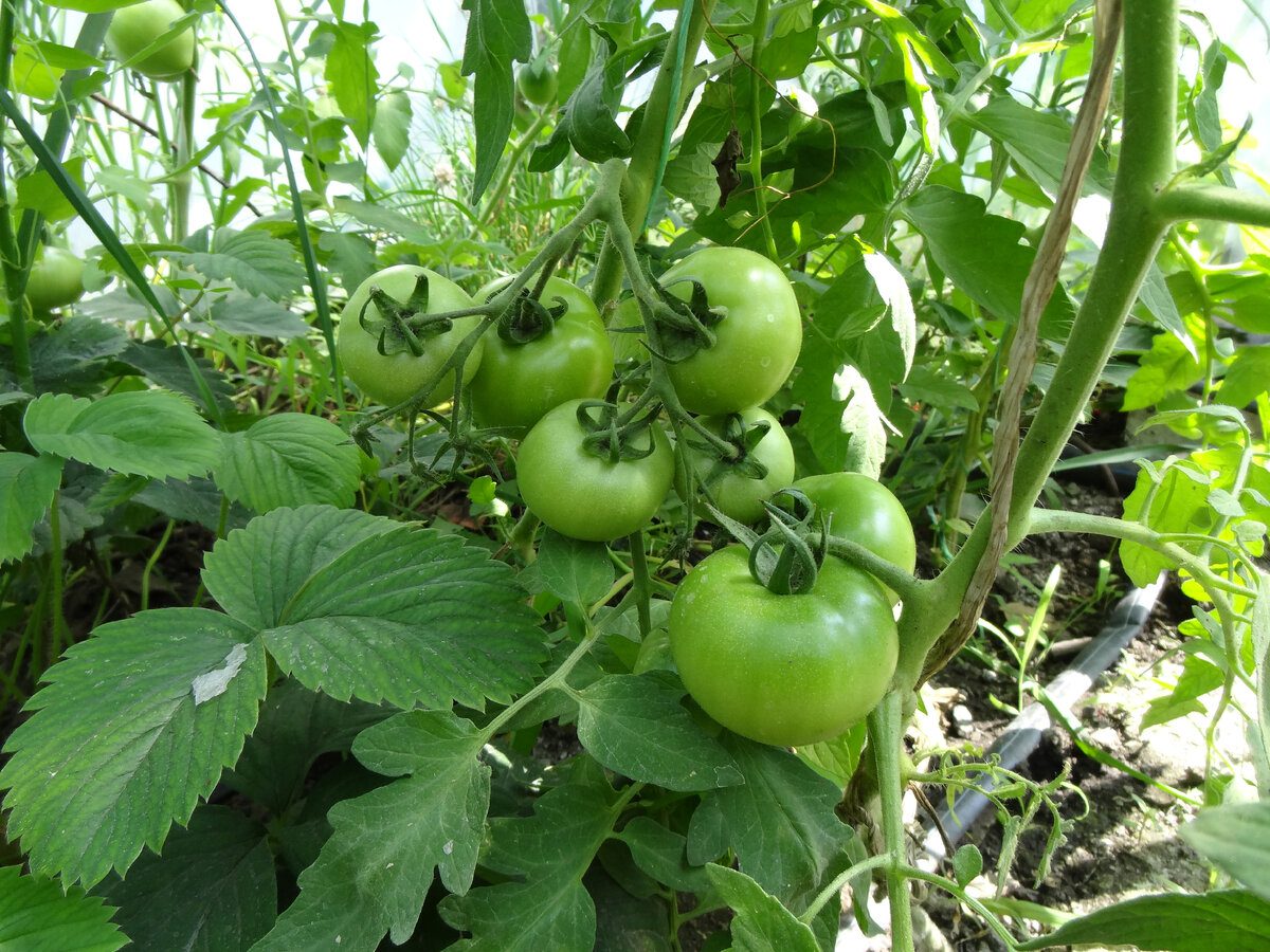 Городники розповіли, яке добриво допоможе покращити врожайність помідорів у серпні – зола