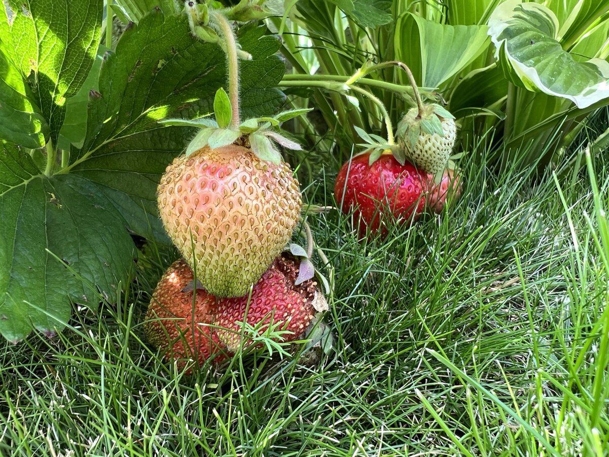 Садівники розповіли, де не варто садити ремонтантну полуницю, бо вона не приживеться там