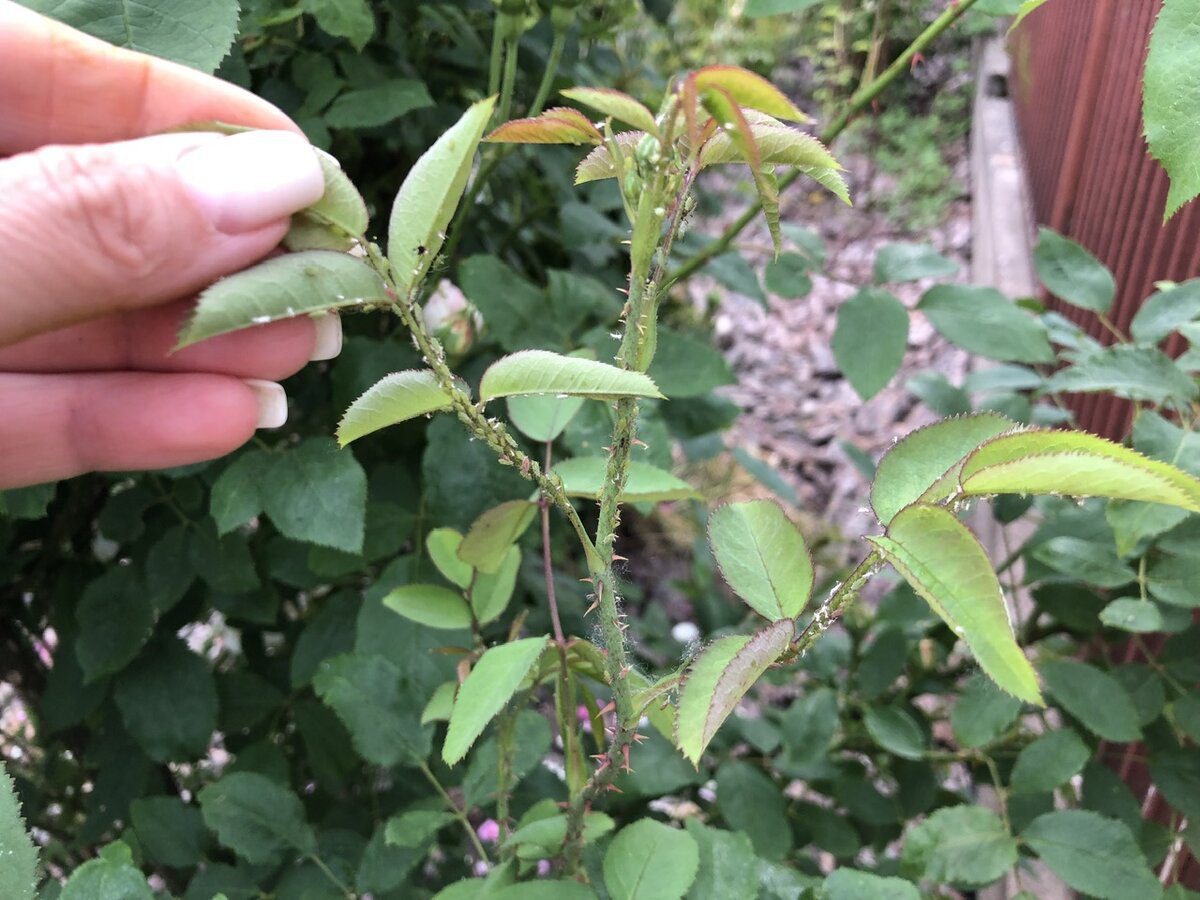 Коли треба обрізати троянди на зиму