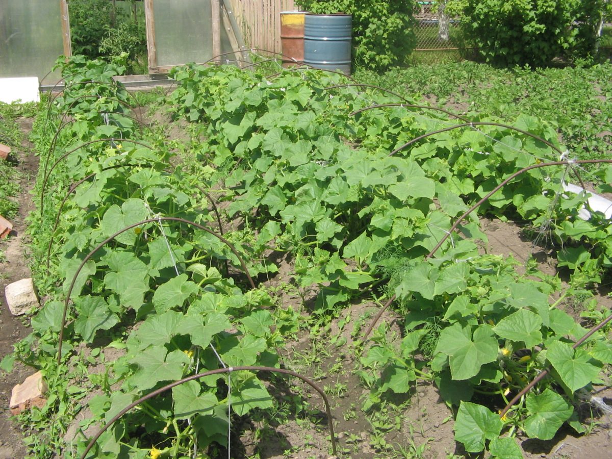 Підживлення на весь сезон для огірків