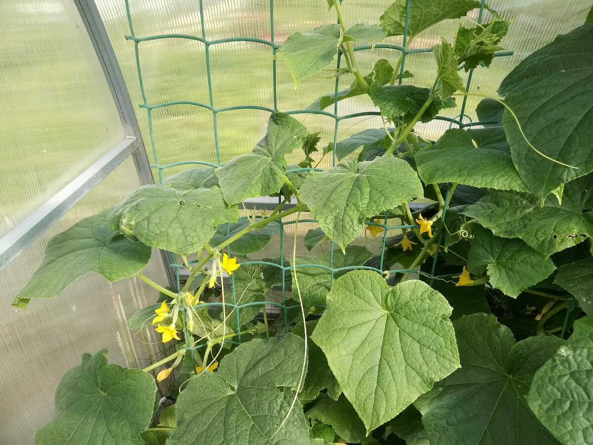 Експерти пояснили, чому огірки можуть рости гіркими та як можна виправити цю проблему