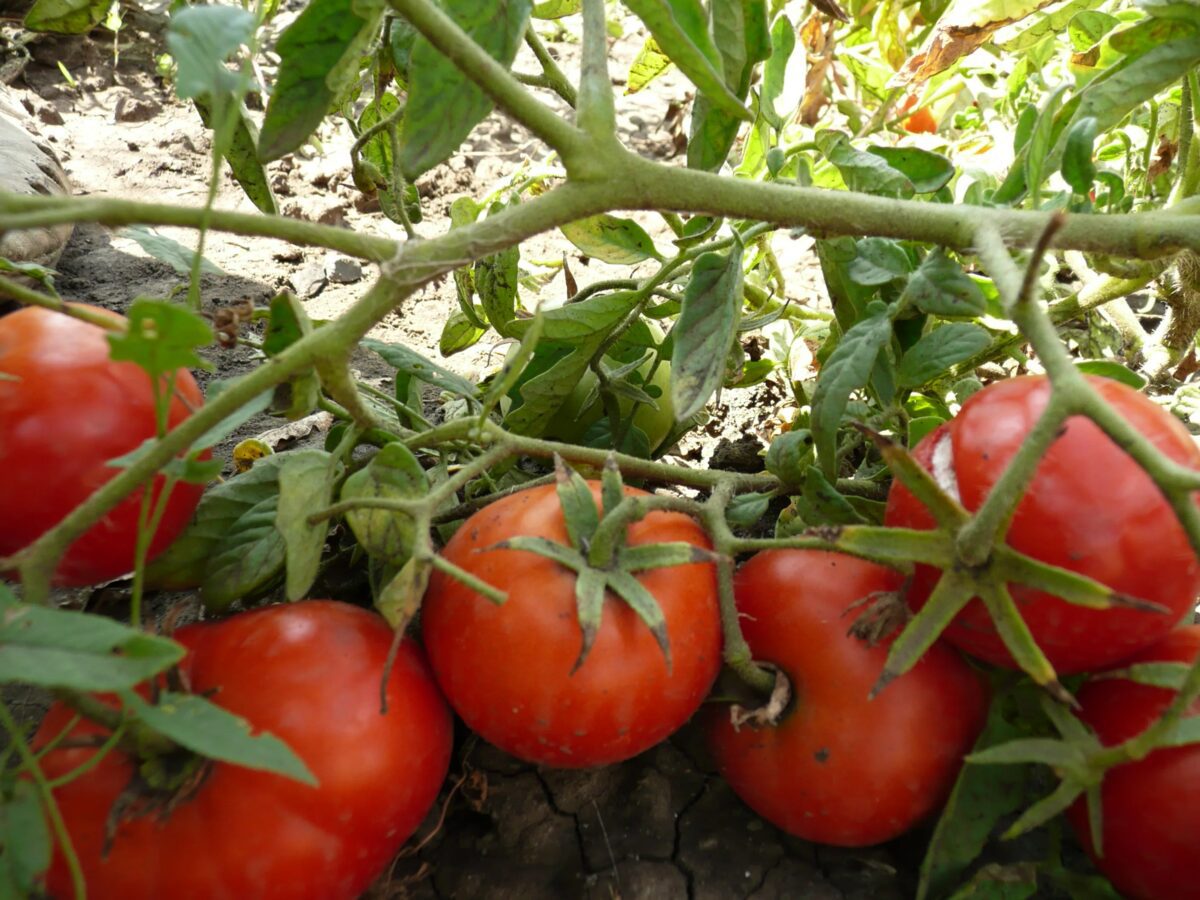 Найкраще підживлення для серпня 2025 року Найкраще підживлення для серпня 2025 року