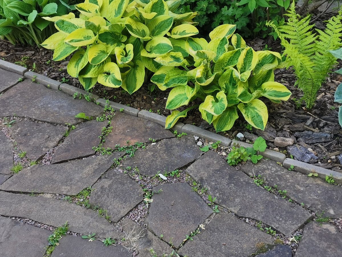 Городники розповіли, як позбутись від бур'янів на тротуарній плитці без сапки та лопати