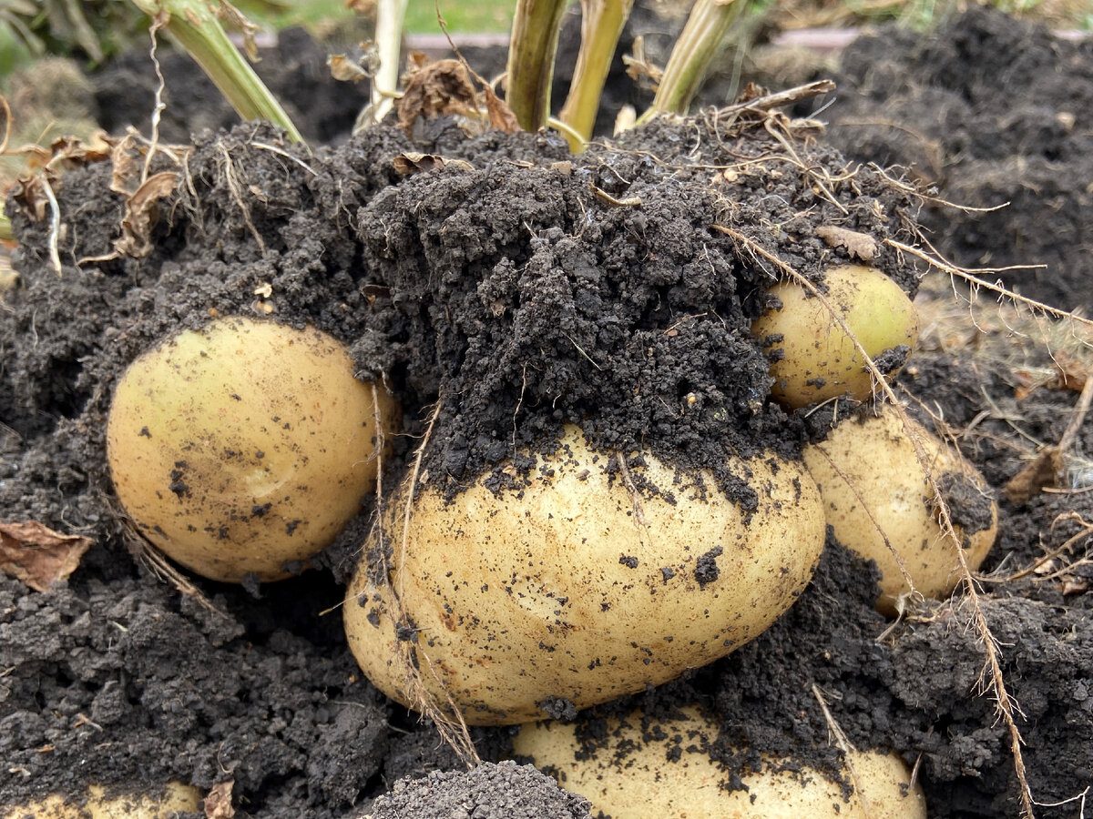 Експерти порадили спосіб, як прогнати дротяника з ділянки без клопоту та шкоди для рослин