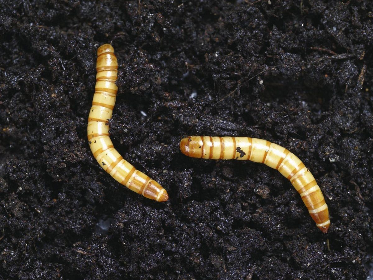 Експерти порадили спосіб, як прогнати дротяника з ділянки без клопоту та шкоди для рослин