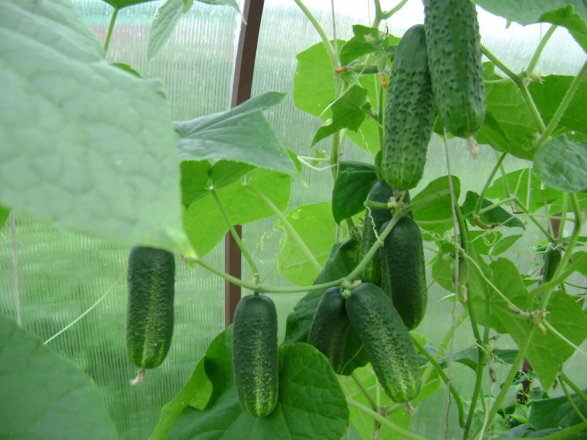 Городники розповіли, яке добриво використовувати для покращення плодоношення огірків